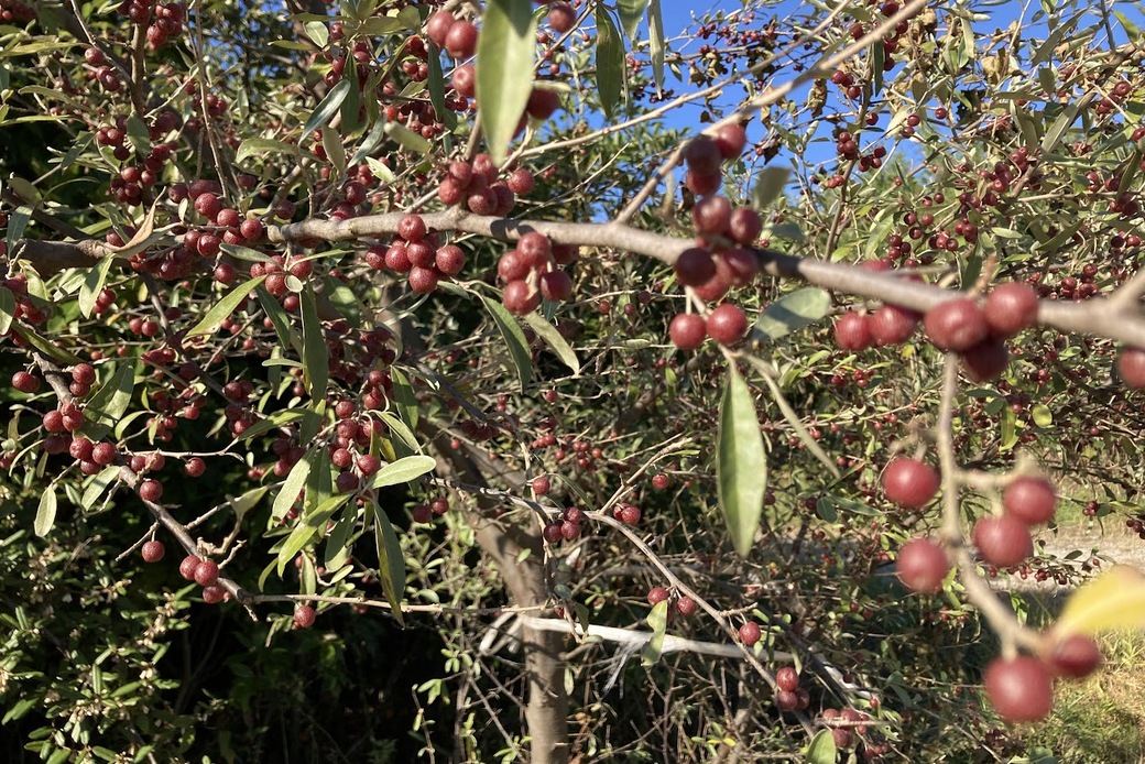 パタゴニア有志一同ご来場！湘南国際村めぐりの森.Silvaの森盛りダイアリー アイキャッチ