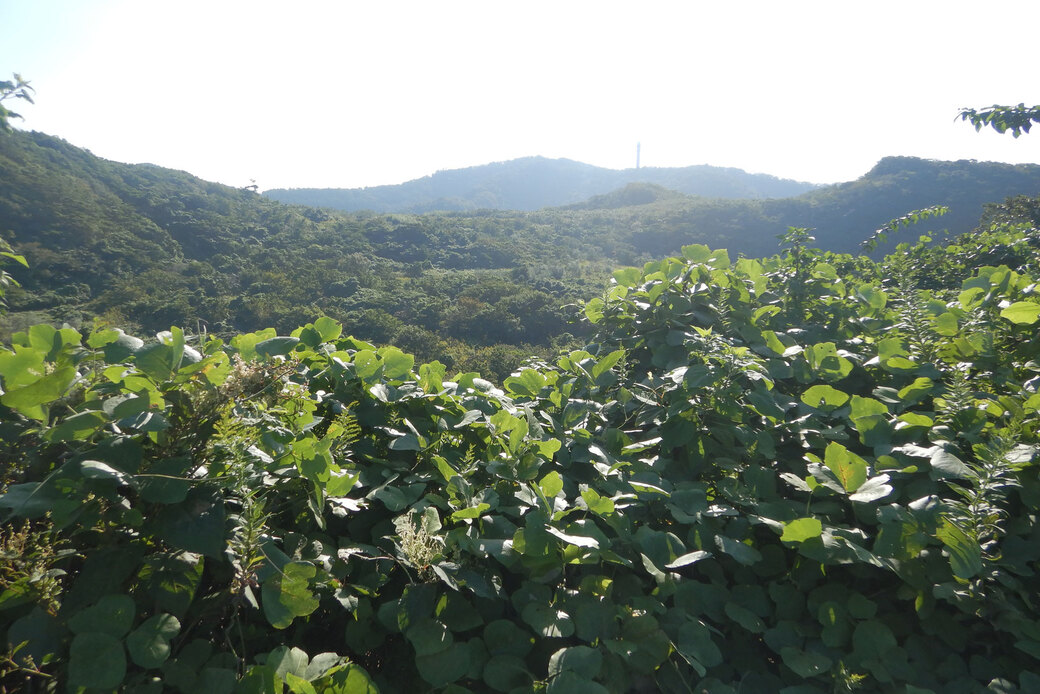 学校の森づくりと湘南国際村めぐりの森 森盛りダイアリー アイキャッチ