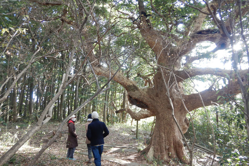 イギリスからの取材班!湘南国際村めぐりの森.Silvaの森盛りダイアリー 1月28日土曜日 アイキャッチ