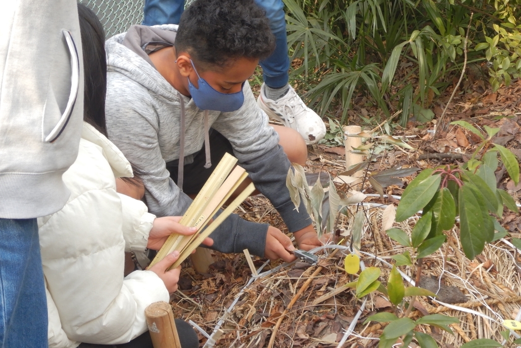 2023年2月7日 品川区立京陽小学校にて、6年生が毎木調査を体験! アイキャッチ