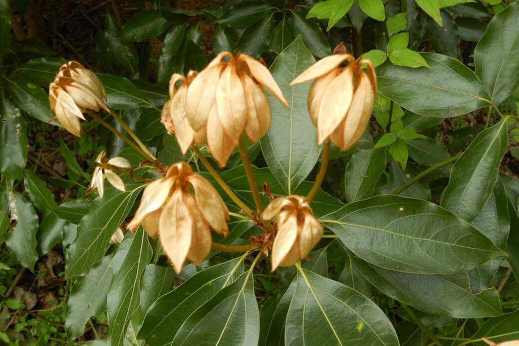 黄金のシロダモ.湘南国際村めぐりの森.Silvaの森盛りダイアリー 4月6日木曜日 アイキャッチ