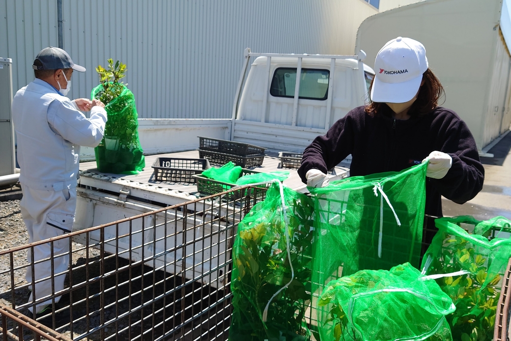 「YOKOHAMA千年の杜」より苗木をご寄贈頂きました!横浜ゴム(株)茨城工場&ヨコハマモールド(株)の皆さま アイキャッチ