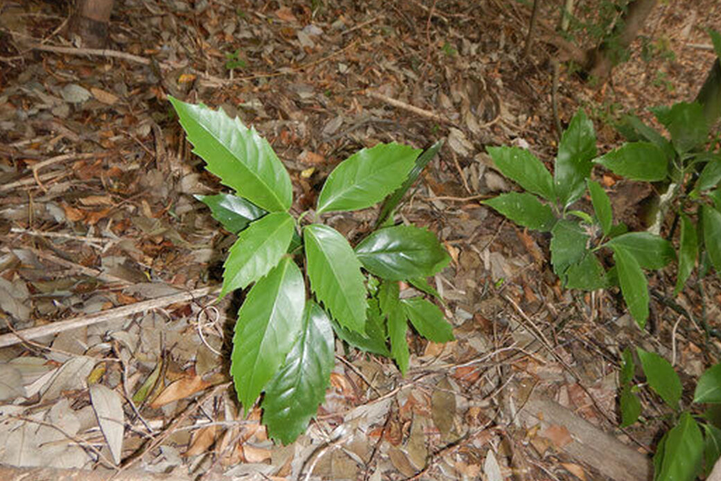 2024.06 シルワは、森のお医者さん アイキャッチ