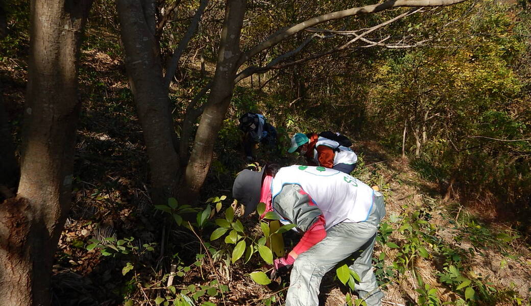 湘南国際村めぐりの森　植樹・育樹活動（野外軽作業） アイキャッチ