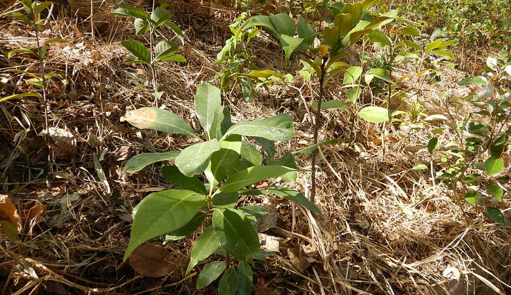 湘南国際村めぐりの森　植樹・育樹活動（野外軽作業） アイキャッチ