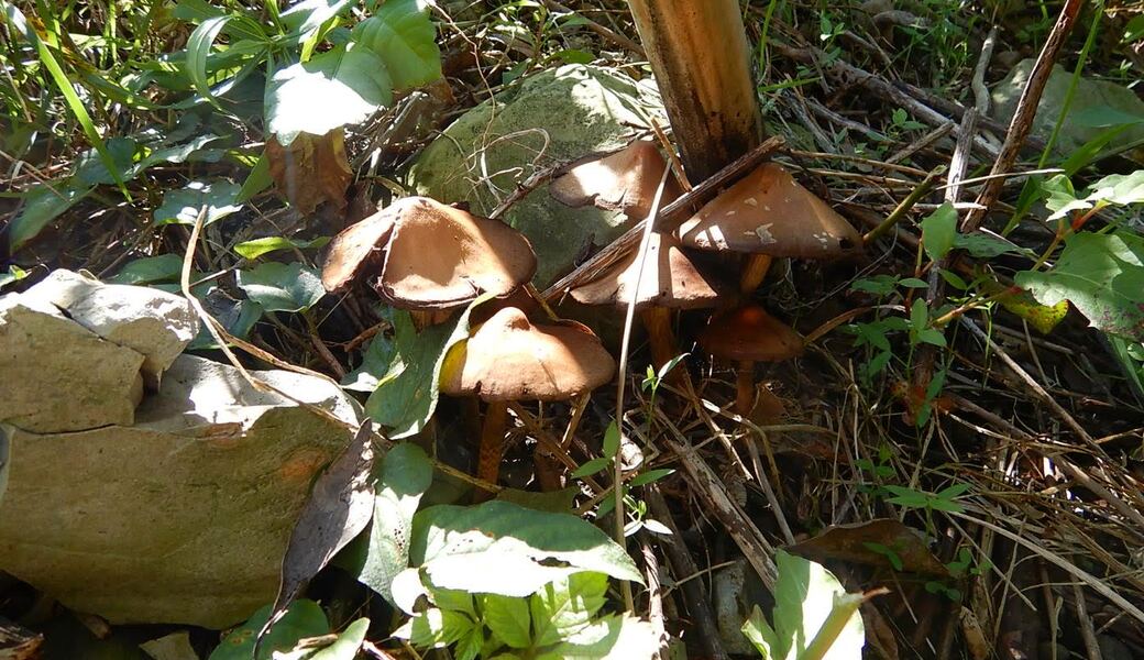 湘南国際村めぐりの森　植樹・育樹活動（野外軽作業） アイキャッチ