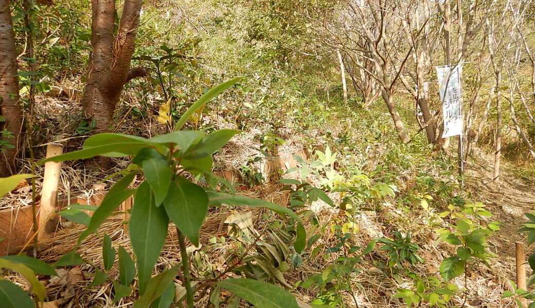 第20回　湘南国際村めぐりの森植樹祭  ～22世紀に引き継ぐ都市近郊の森づくりの始まりに～ アイキャッチ