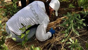 湘南国際村めぐりの森　植樹・育樹活動（野外軽作業） アイキャッチ