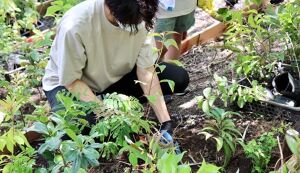 湘南国際村めぐりの森　植樹・育樹活動（野外軽作業） アイキャッチ