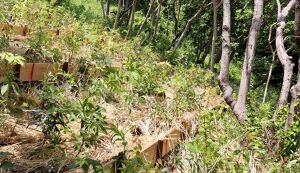 湘南国際村めぐりの森　植樹・育樹活動（野外軽作業） アイキャッチ