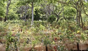 湘南国際村めぐりの森　植樹・育樹活動（野外軽作業） アイキャッチ