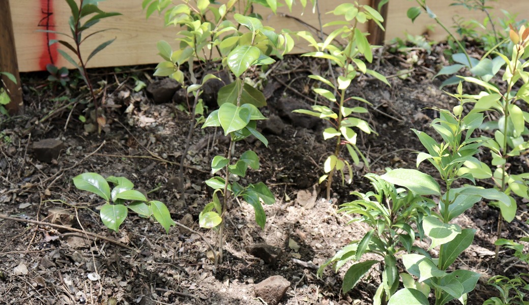 湘南国際村めぐりの森　植樹地準備（野外軽作業） アイキャッチ