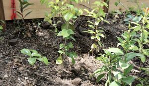 湘南国際村めぐりの森　植樹地準備（野外軽作業） アイキャッチ