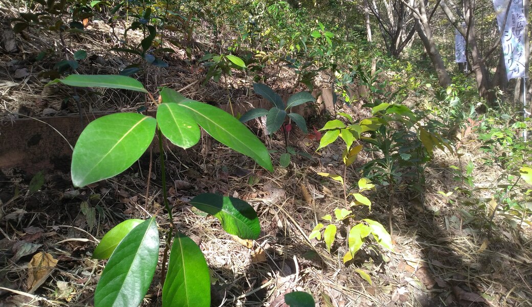 湘南国際村めぐりの森　植樹・育樹活動（野外軽作業） レポート
