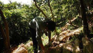 湘南国際村めぐりの森　植樹・育樹活動（野外軽作業） アイキャッチ
