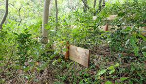 湘南国際村めぐりの森　植樹・育樹活動（野外軽作業） アイキャッチ