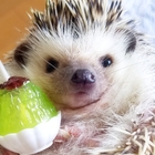 ポケごみ 有機ミルワームの会 プロフィール