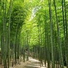 ポケごみblue.J プロフィール