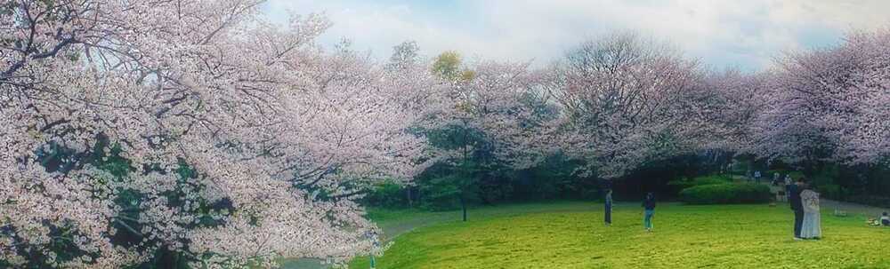 さくらクリーンプロジェクト カバー
