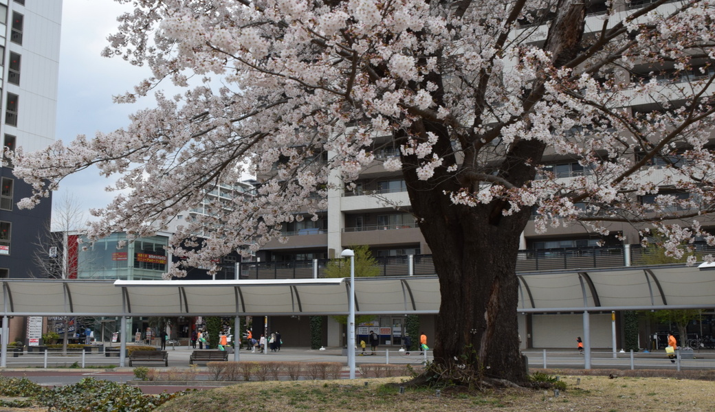 「研究学園みんなでゴミ拾い レポート