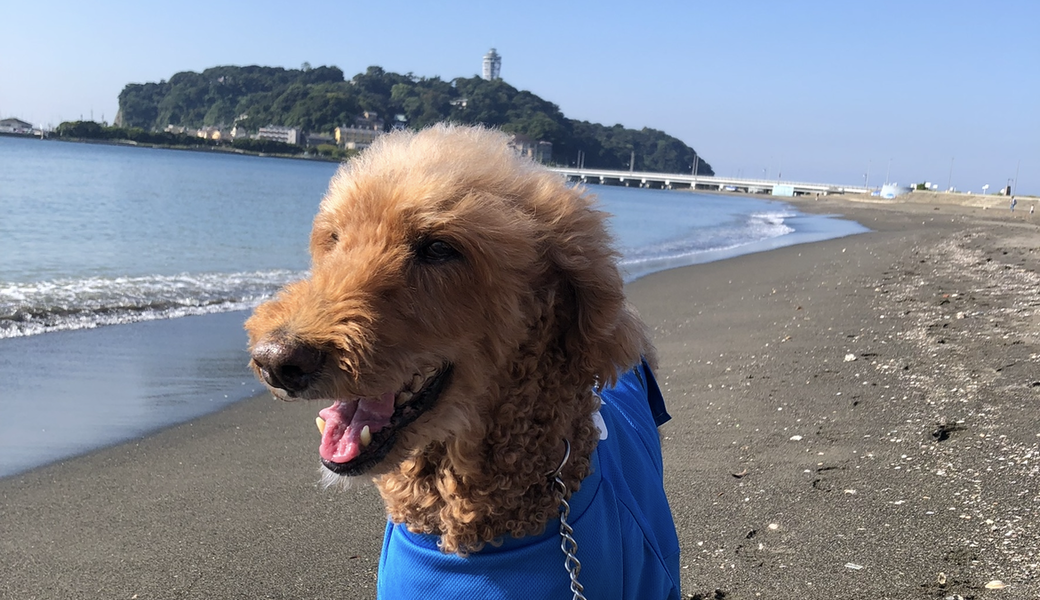 ポケクリ夏のクリーン アイキャッチ