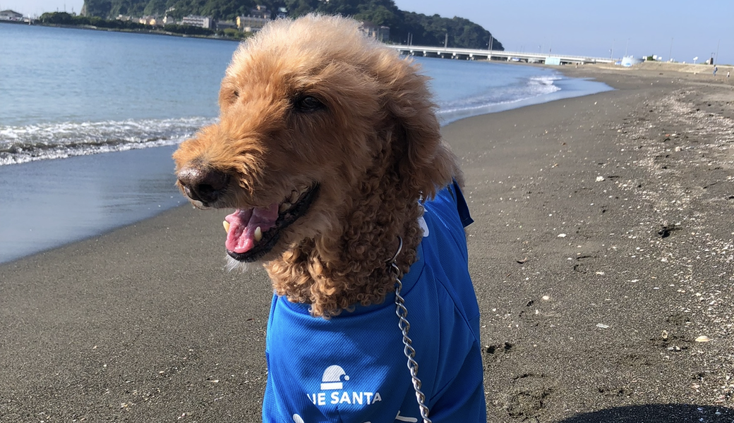 ポケクリ夏のイベントBLUE SANTA 2025 レポート