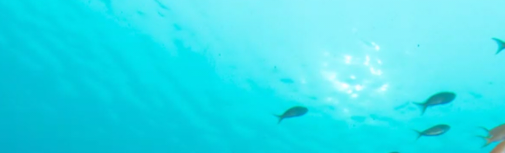 豊洲探検隊 カバー