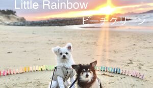Little Rainbow ビーチクリーン アイキャッチ