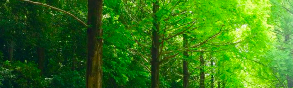 筑波CARP(筑波カープ) カバー