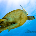 nextblue プロフィール