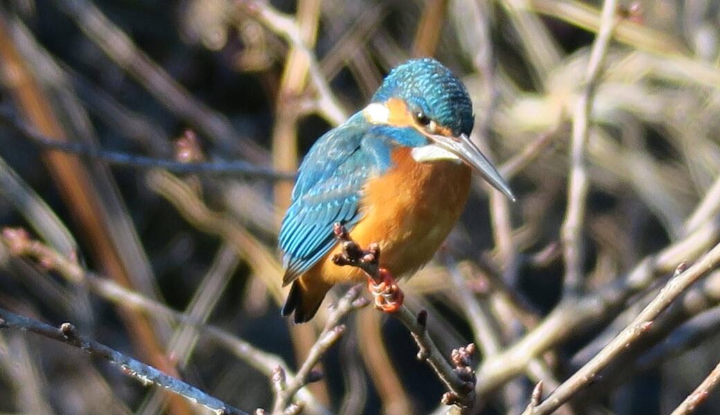 早渕川ファンクラブ・早渕川親水広場愛護会・定期美化活動 アイキャッチ