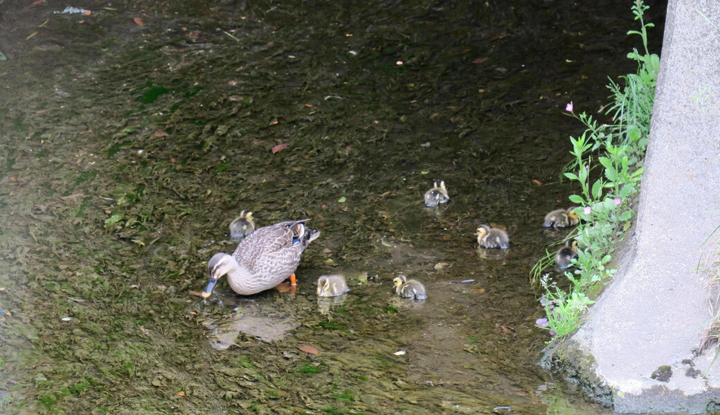 早渕川ファンクラブ・早渕川親水広場愛護会・定期美化活動 アイキャッチ
