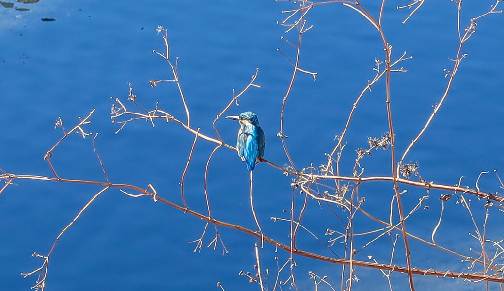 早渕川ファンクラブ・定期美化活動 アイキャッチ