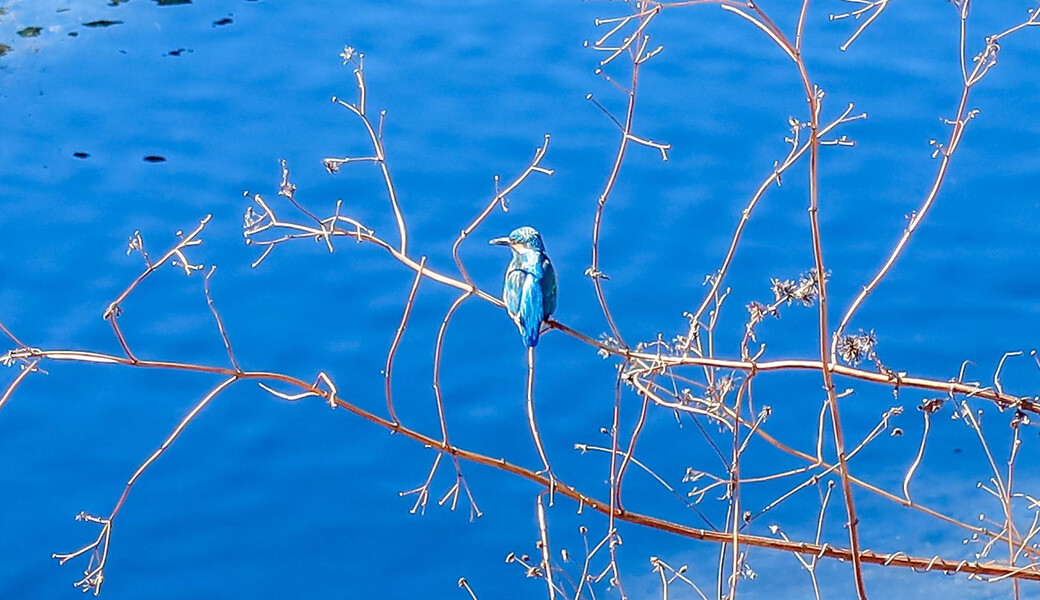 早渕川ファンクラブ・定期美化活動 アイキャッチ