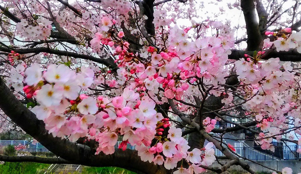 早渕川親水広場愛護会・定期美化活動 アイキャッチ