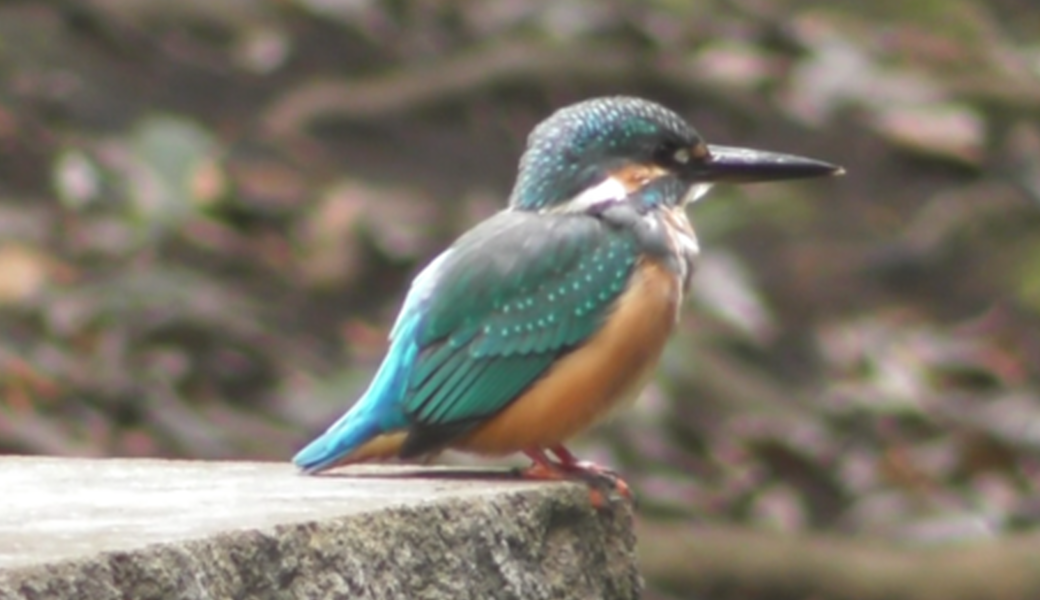 早渕川ファンクラブ・定期美化活動 レポート