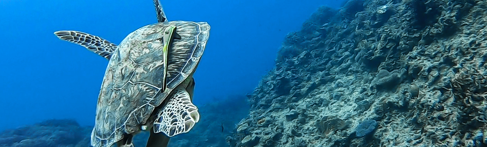 next blue JP カバー