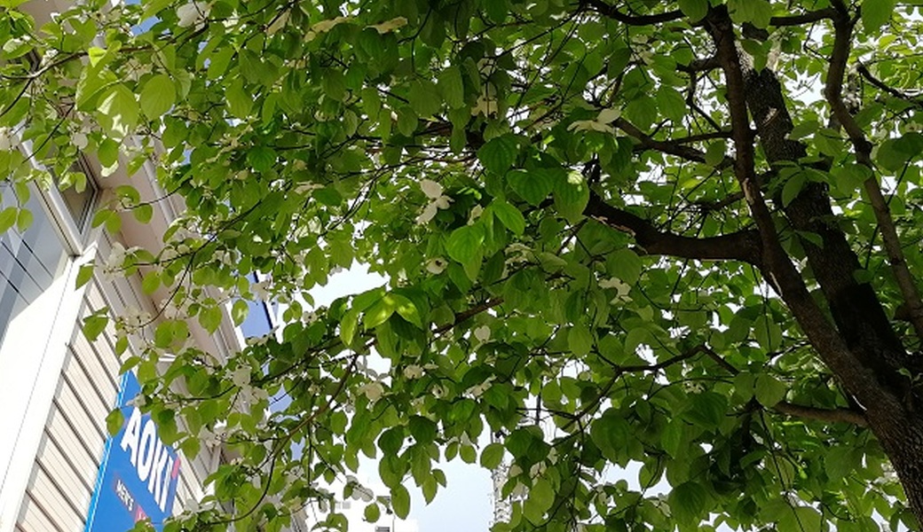 ごみさん【18】 レポート