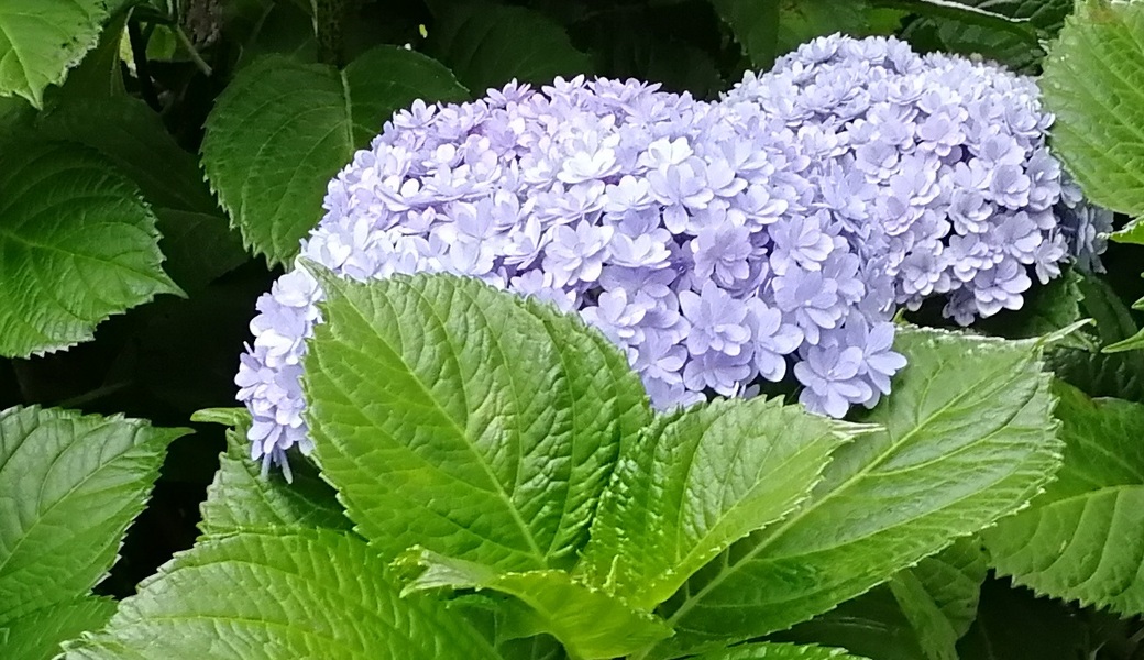 ごみさん【23】 レポート