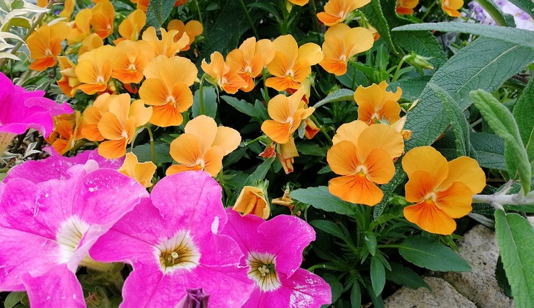 ごみさん【27】 レポート