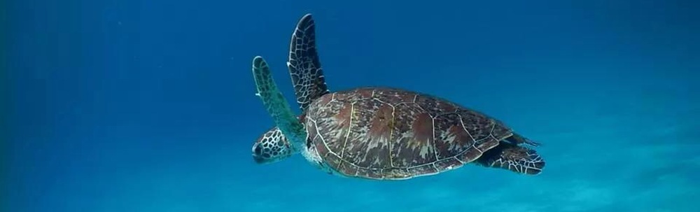 チームうみがめ カバー