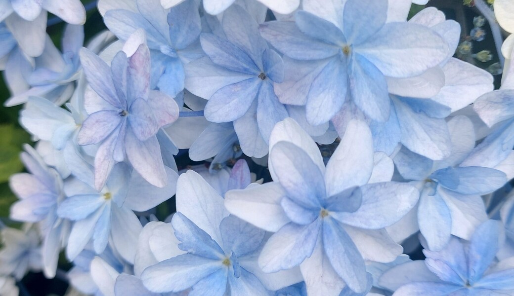 陸と沼の大掃除「手賀沼地域クリーンアップ大作戦」 レポート