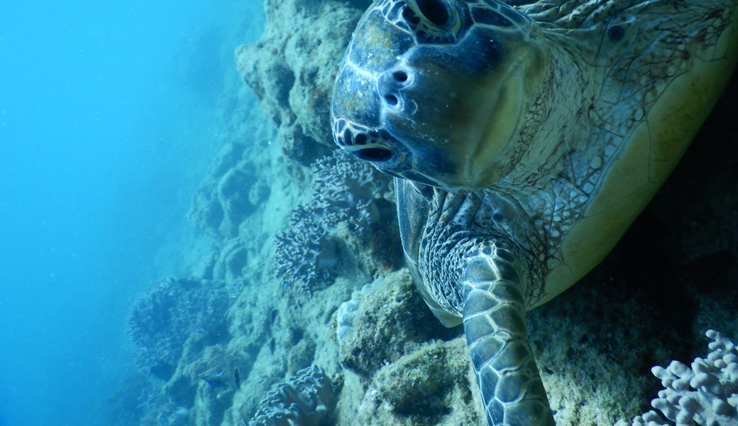 世界海洋デー　ビーチクリーン アイキャッチ