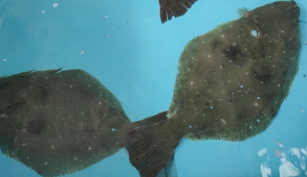 ふくポケ　原釜尾浜海水浴場周辺ゴミ拾い（原釜幼稚園） アイキャッチ