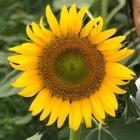 南伊豆ライフセービングクラブ プロフィール