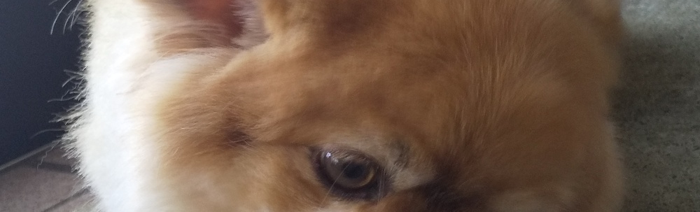 「ふくポケ」+「SDGsプチインフルエンサー」 カバー