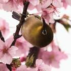 ふくポケ プロフィール