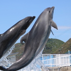 All for One HSOL プロフィール