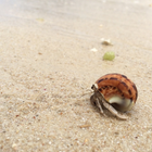 ふくポケ Nature★ プロフィール