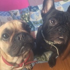 ふくポケいわき大好き隊 プロフィール